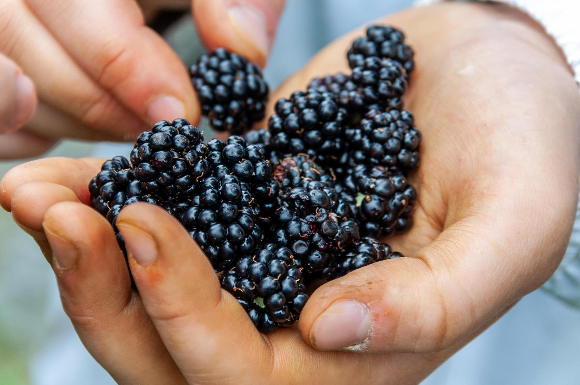 Brombeeren auf pixabay.com